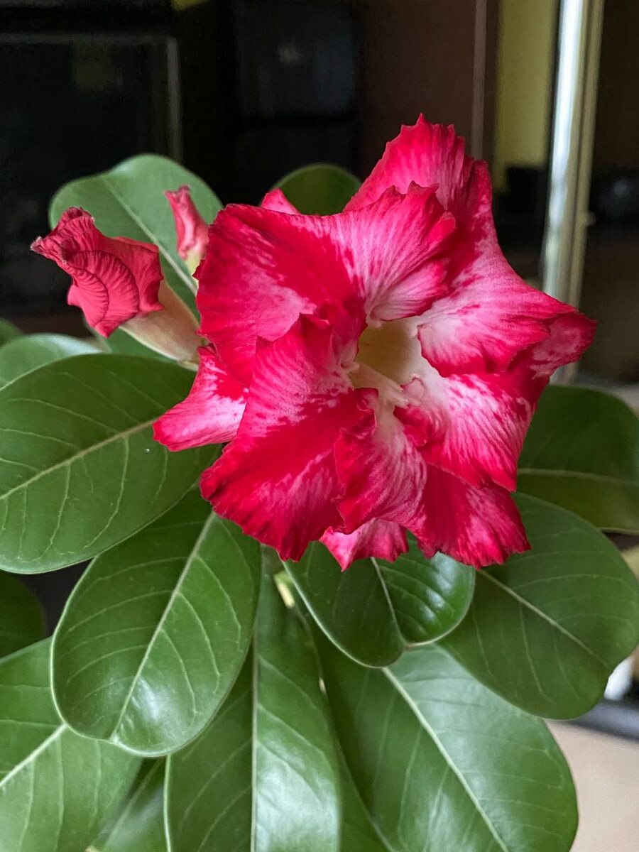 Очаровательная Розита. Вид сбоку. 