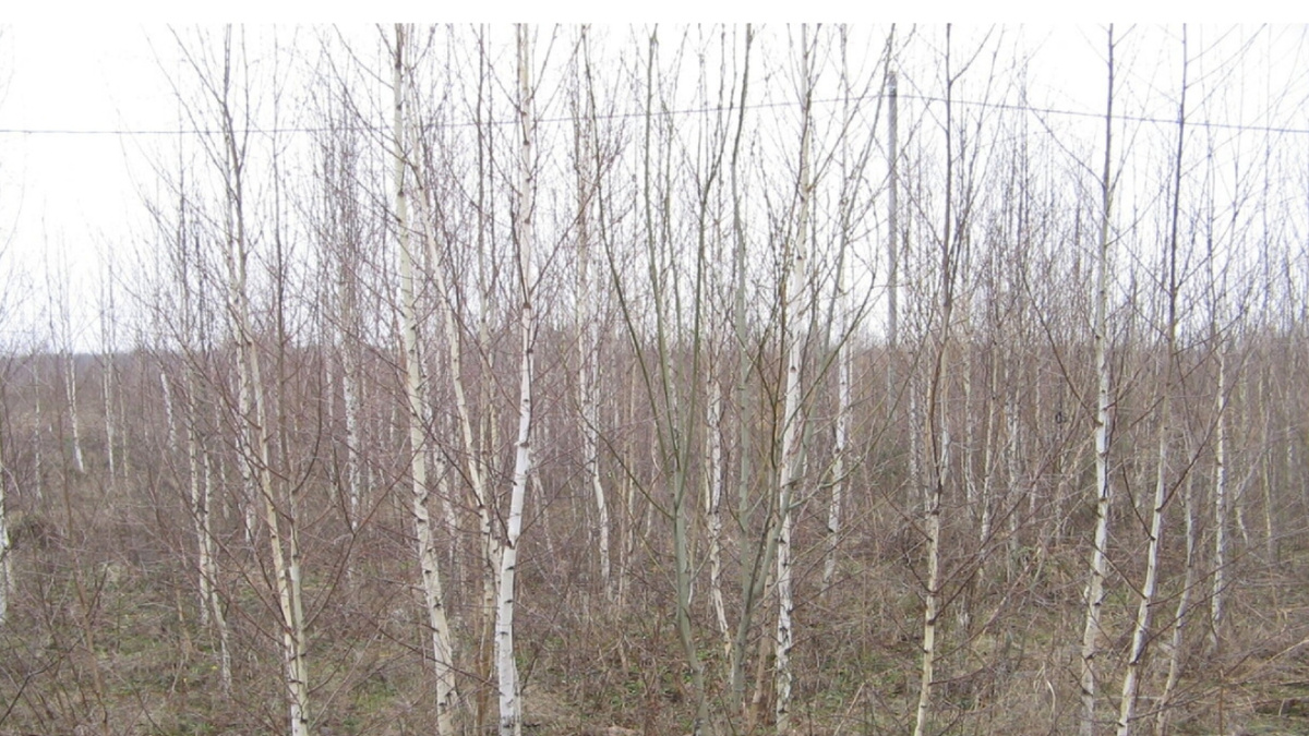 Так в 2013 году выглядел мой участок