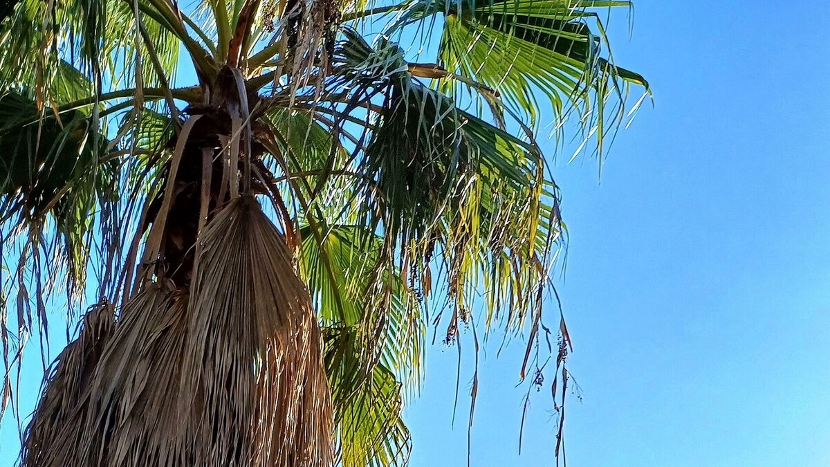     Автор: KubanPress