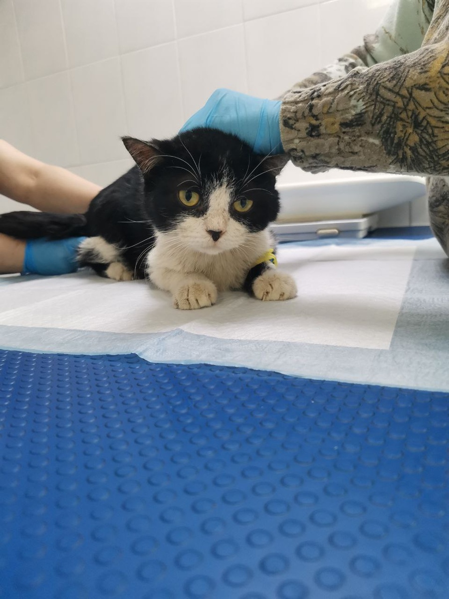 Барсик в Чертаново (для просмотра следующих фото листайте вправо)