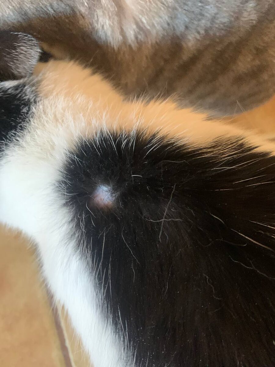 Федина проплешинка