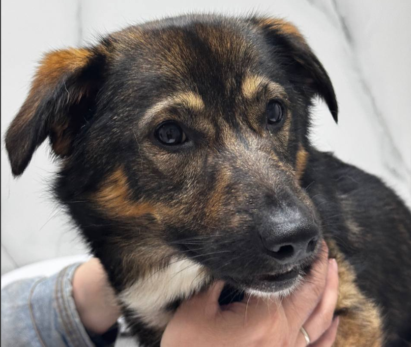 Собака по кличке Бутуз, о которой идет речь