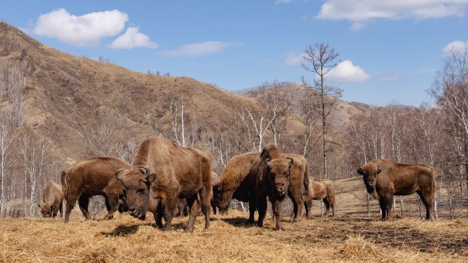    Зубры в Горном Алтае. Источник: Андрей Сороко/"Толк"