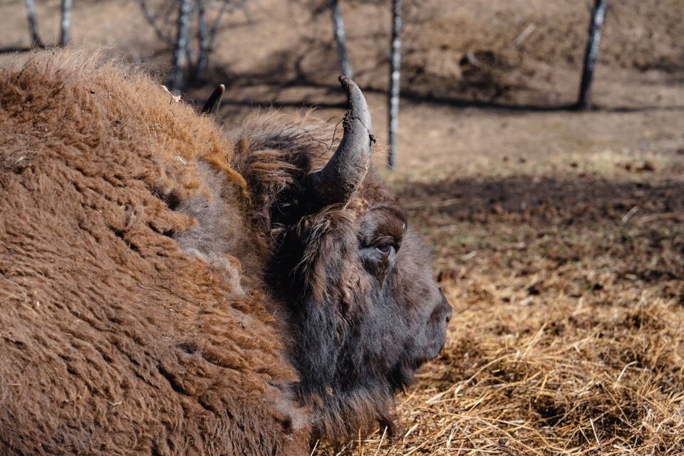    Зубры. Республика Алтай. Апрель 2025 года . Источник: Андрей Сороко/"Толк"