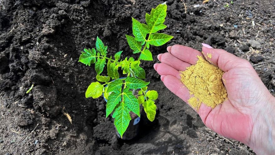 Положила в Лунку при посадке Томатов муку. Увеличила урожай в 2 раза и добилась крепких растений без вредителей