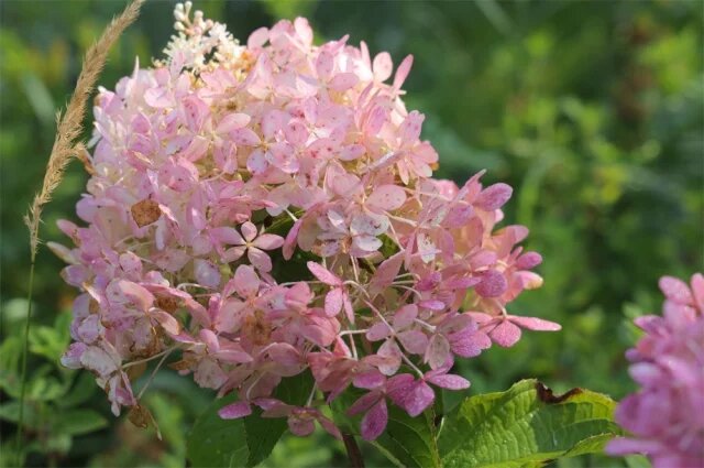    Какой самый популярный сорт гортензии?