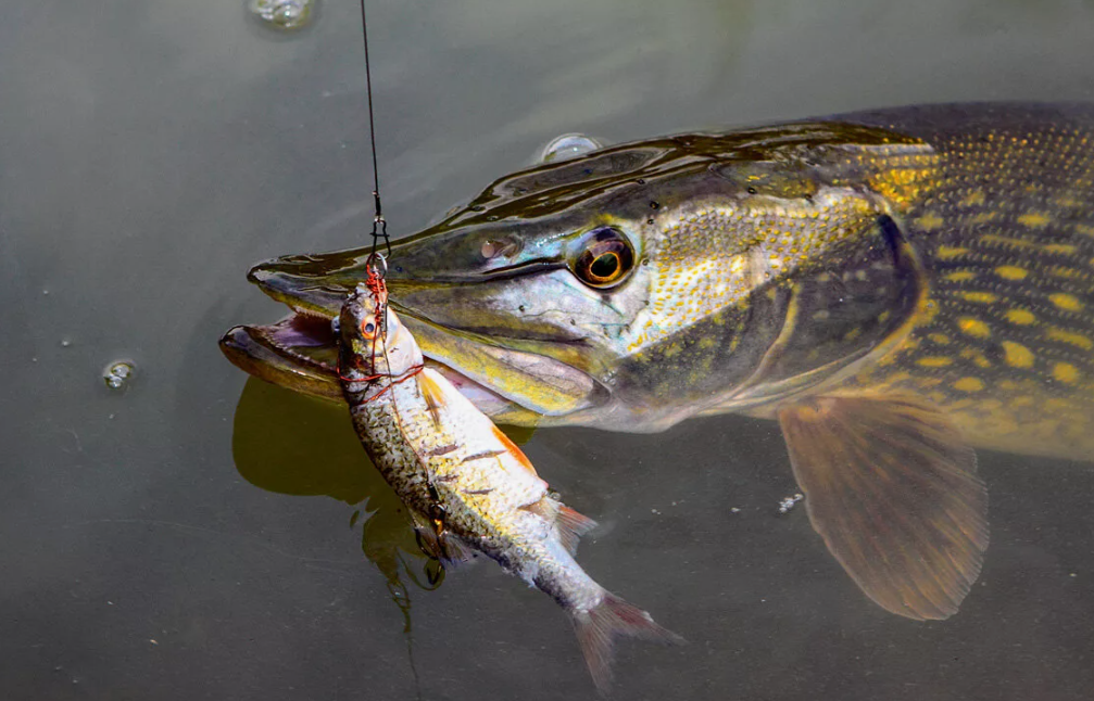 Щука пойманная на живца в середине апреля. Источник фото sazanya-bukhta.ru