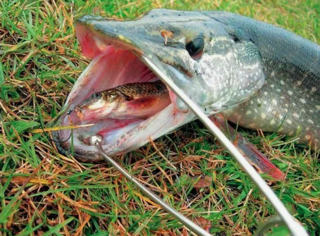 Щука пойманная на живца в середине апреля. Источник фото fi.pinterest.com