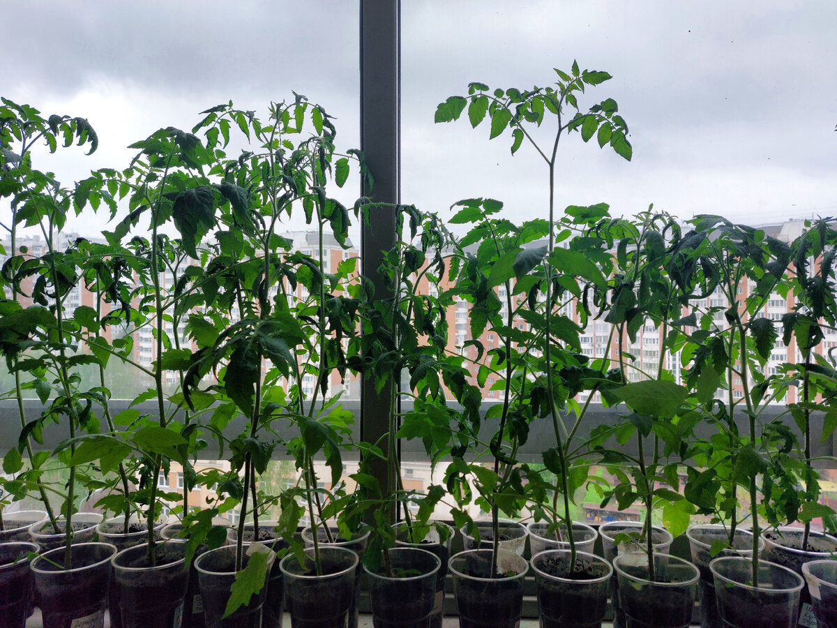 Рассада томатов на балконе. 27.04.2024