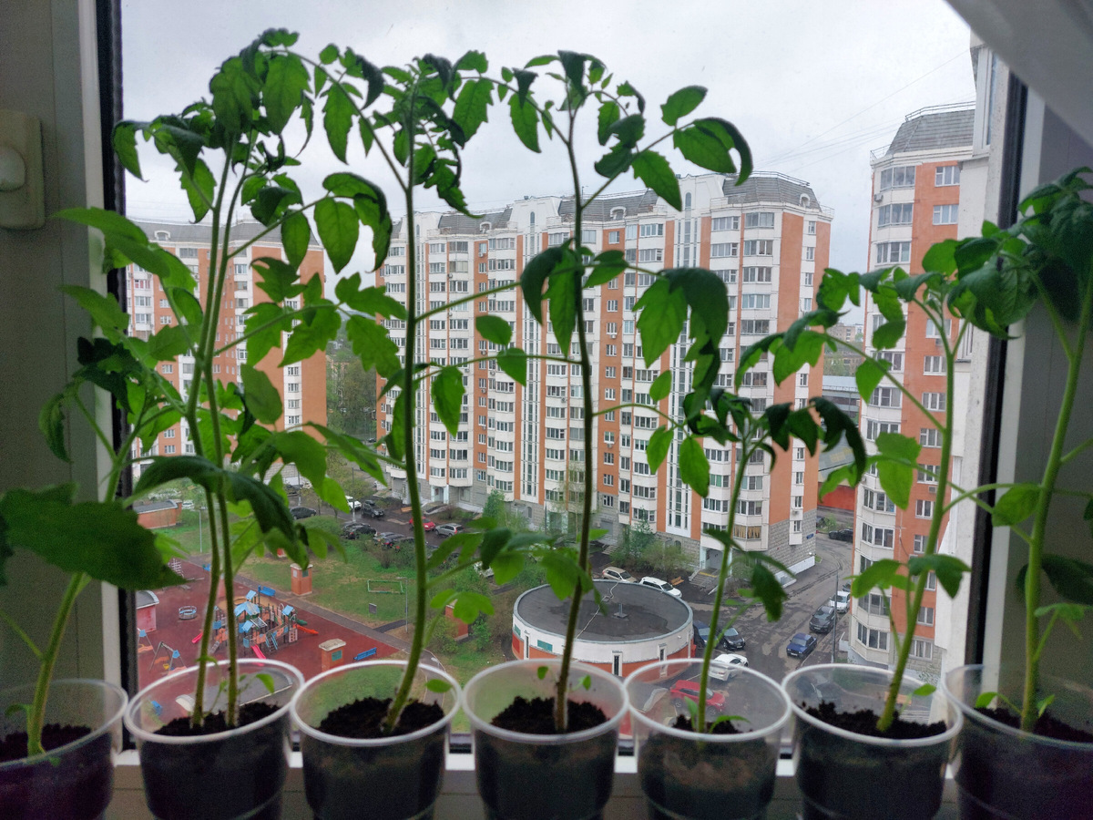 Рассада томатов на подоконнике 27.04.2024