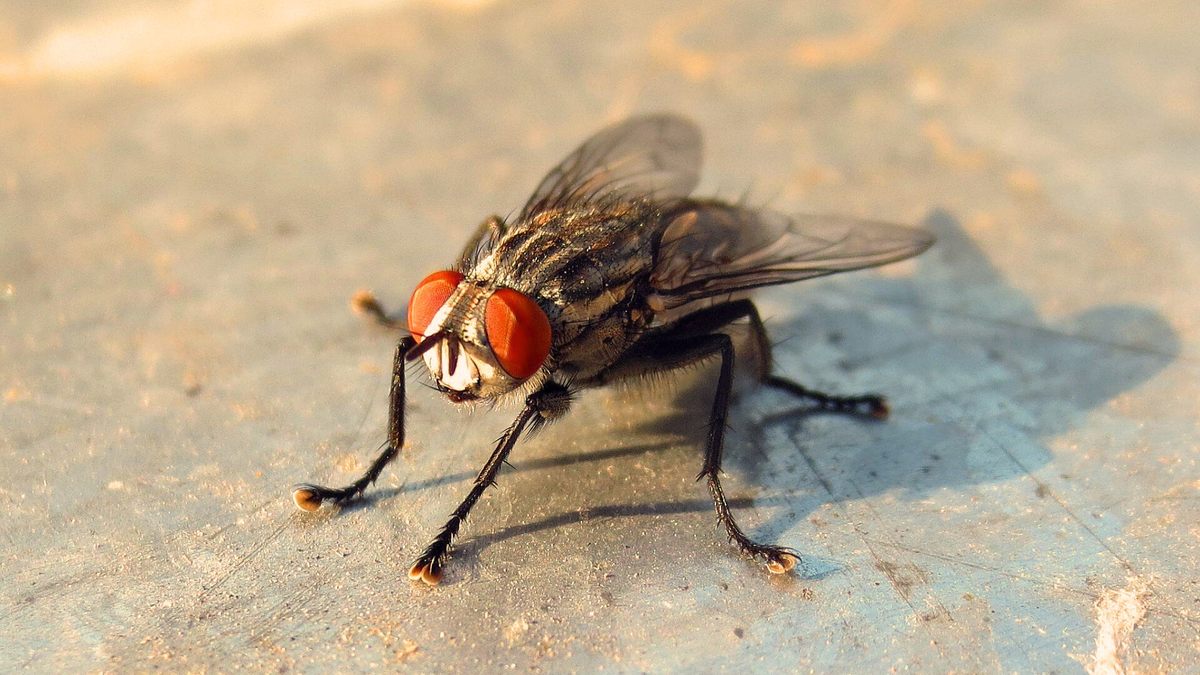 Obrabotka ot mukh v dome.