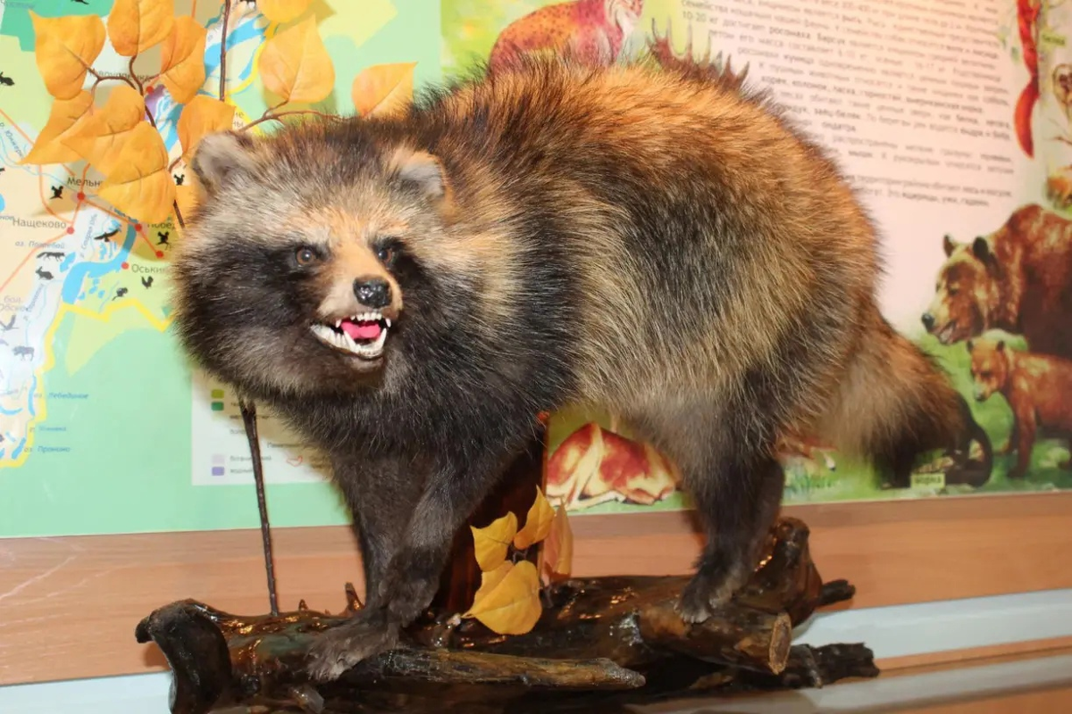 Чучело енотовидной собаки в постоянной экспозиции музея «Природа Шегарского района»