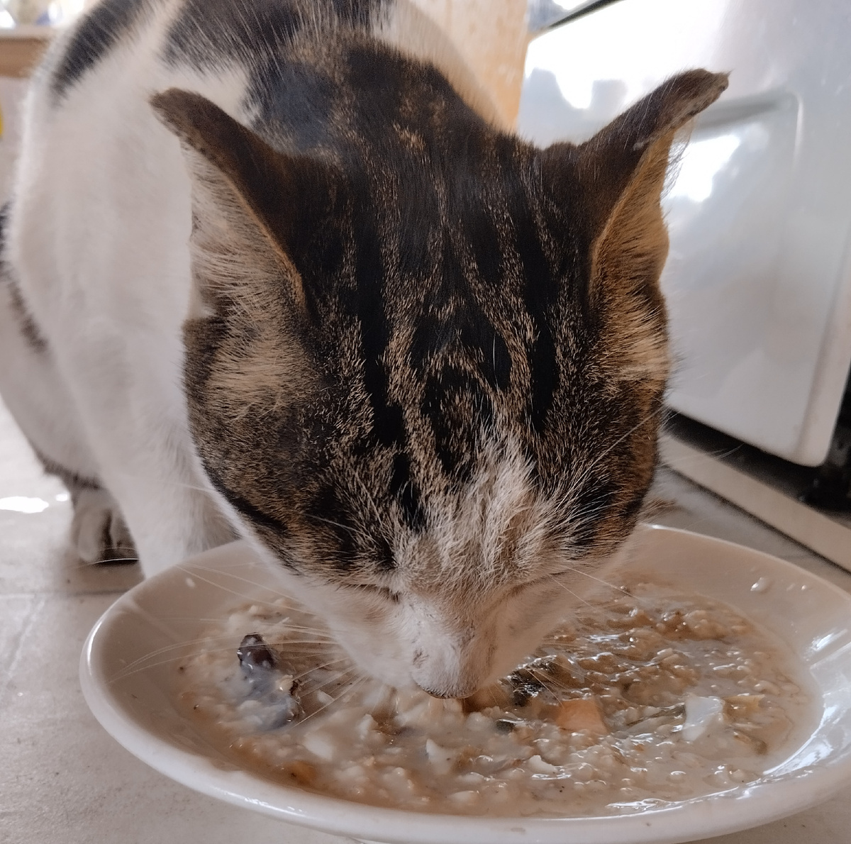 и Симба . Он хорошо кушает кашу.