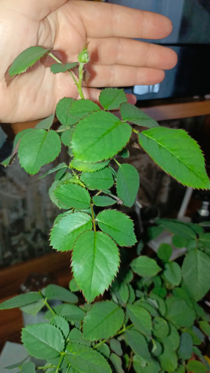 Моя красота