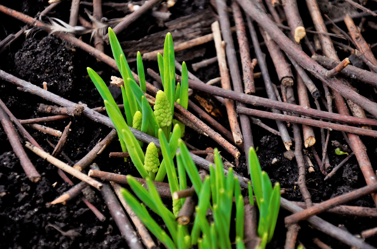 Белый мускарик