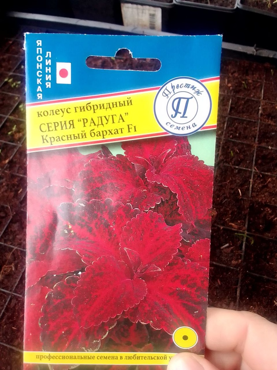 Колеус из семян