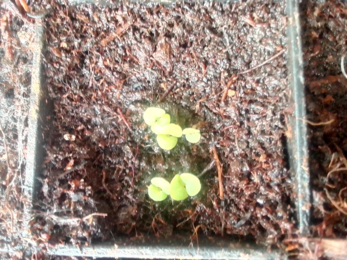 Всходы колеуса