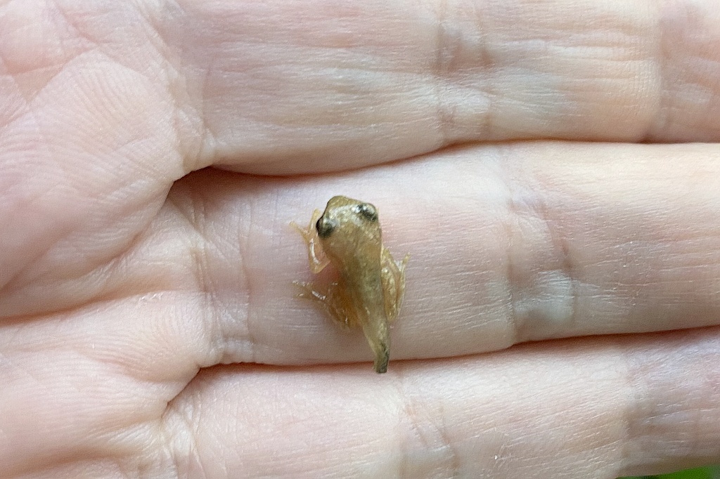 Лягушонок, выросший у нас в тазике, фото из домашнего архива