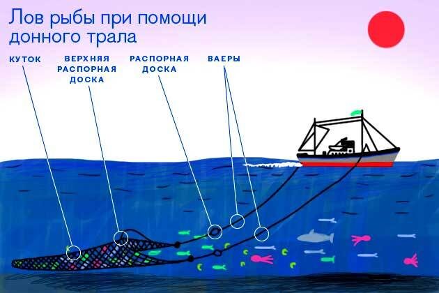 Крупная траловая сеть при движении может отцеживать до 6000 кубических метров воды за секунду.
