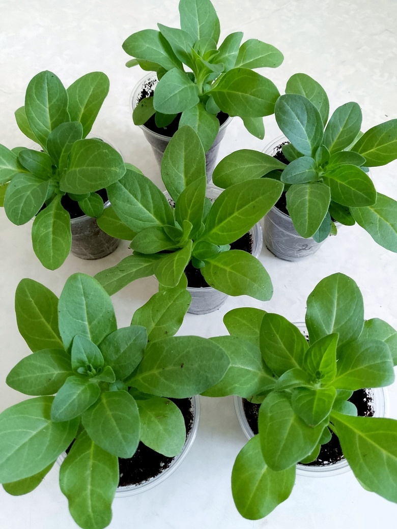 Через двенадцать дней после пикировки