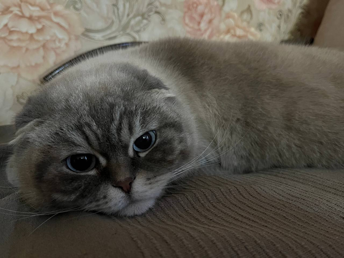 кот Кевин - котоблогер с Кубани