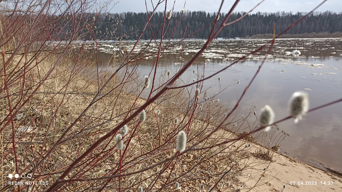 Верба и ледоход на Вятке. Фото автора.