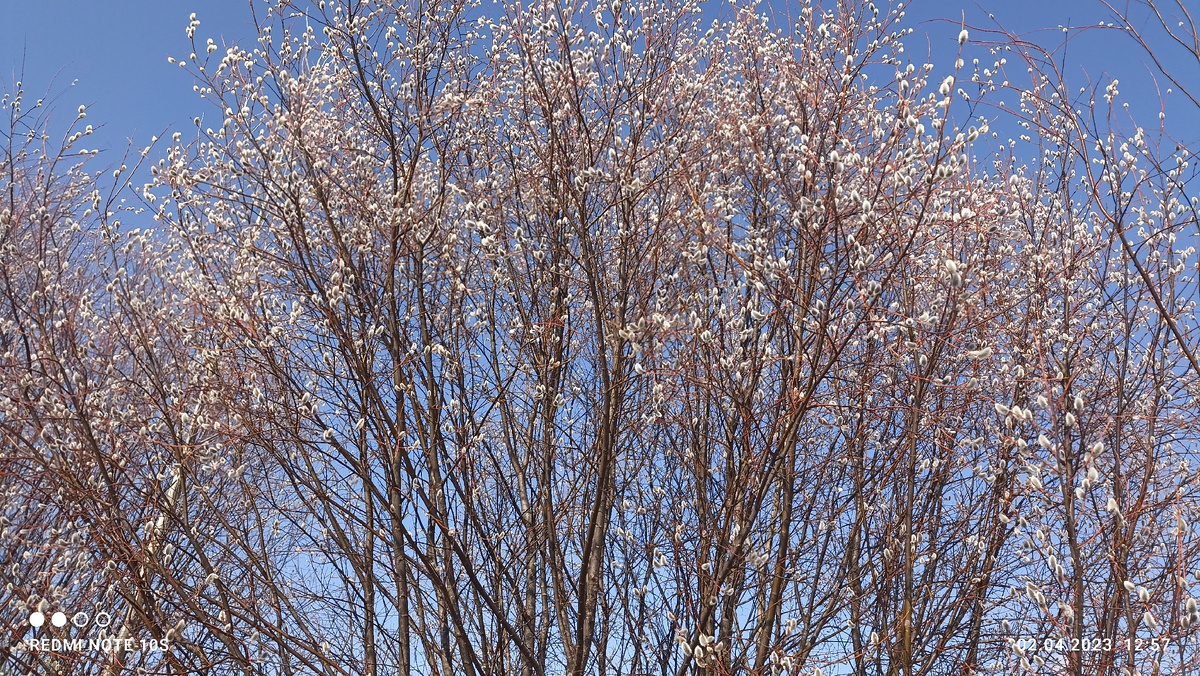 Верба раскрыла свои пушистые шарики. Фото автора.