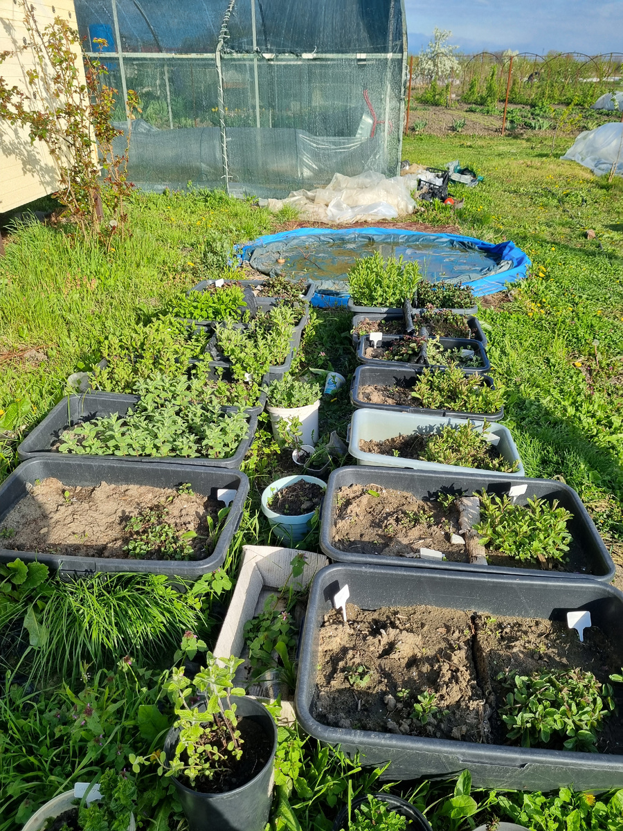 Часть сортов