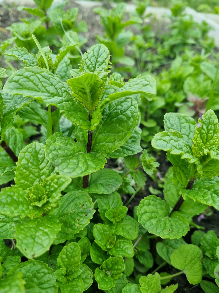 Мята Ташкент