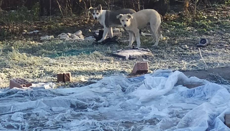 Вот эта вот парочка хулиганила