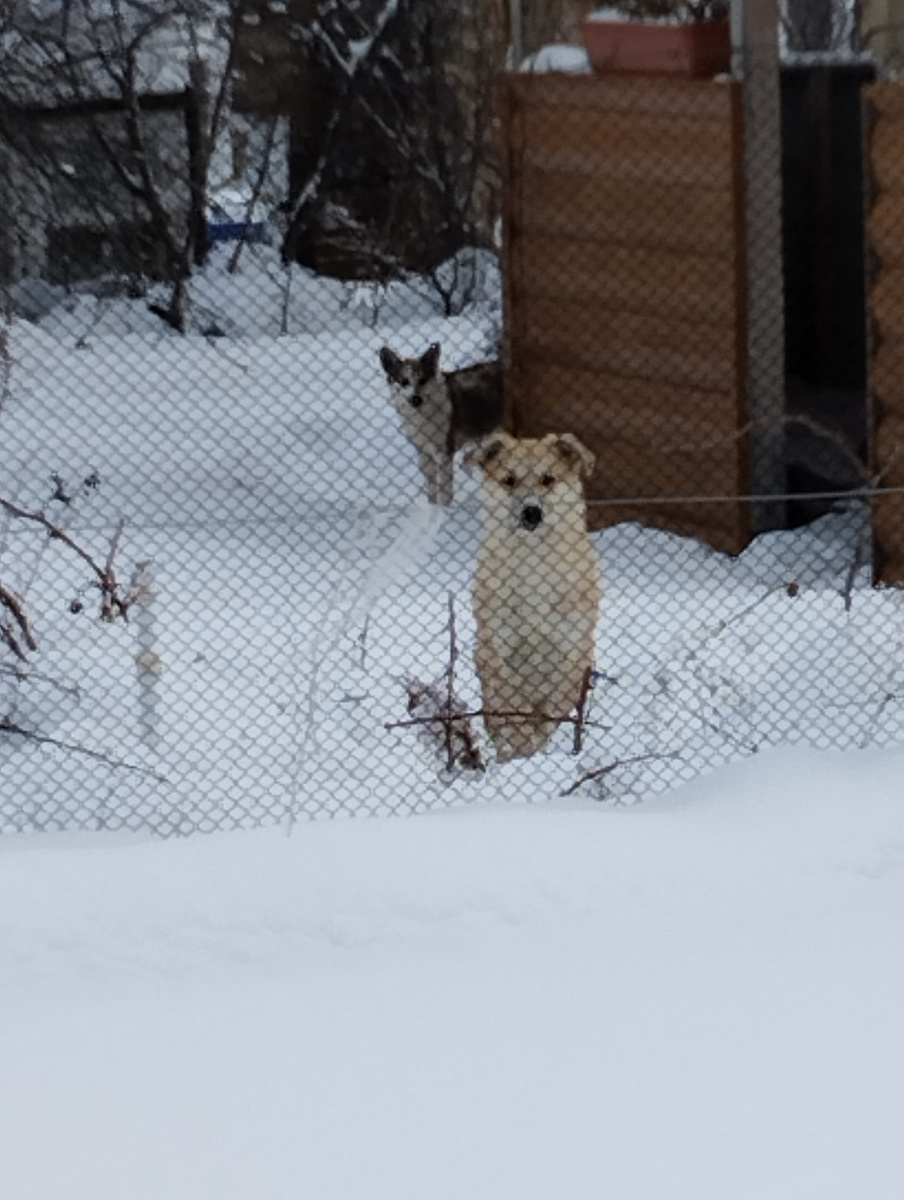 А это они уже подросли к зиме