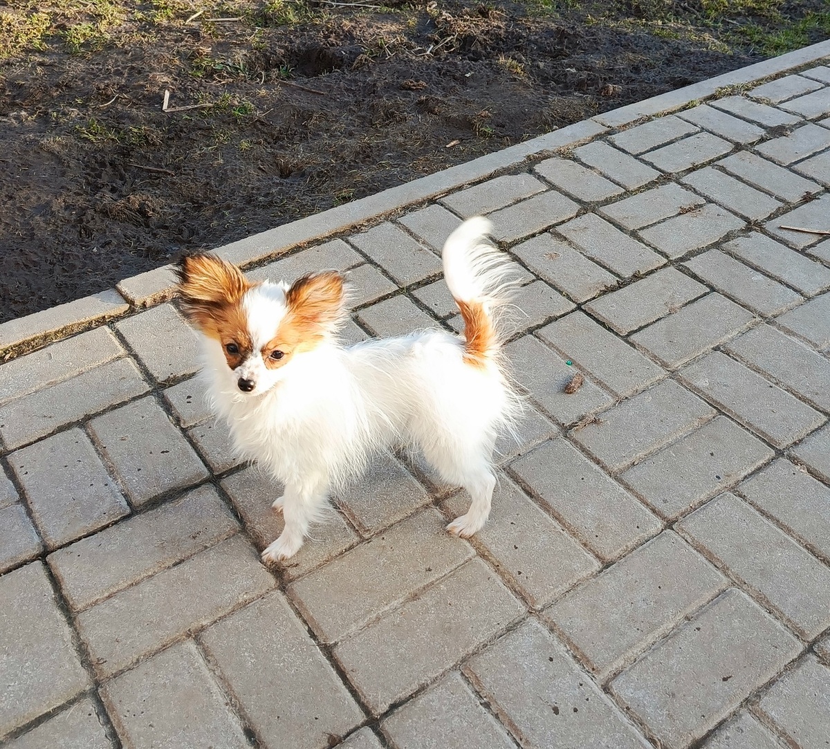 щенок папийона