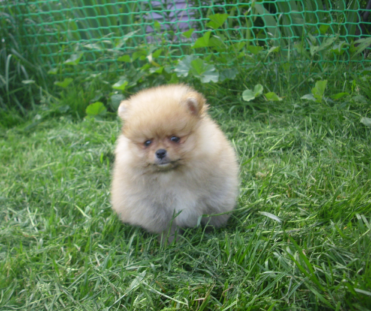 щенок шпица