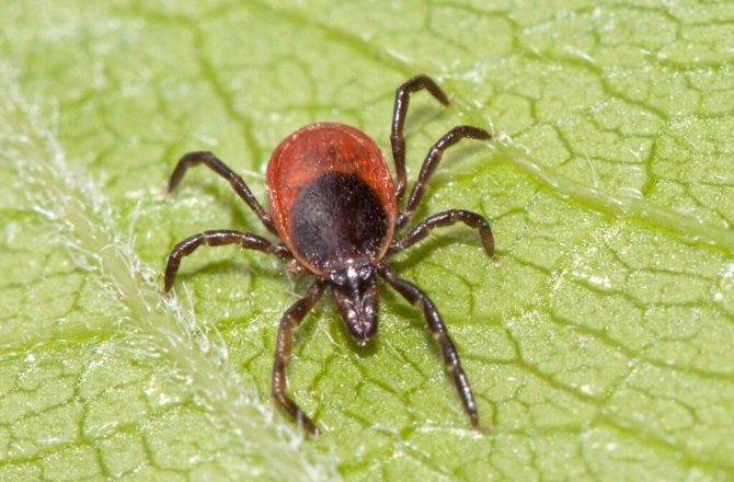 Фото: https://xn--80apgbbjjahkmg.xn--p1ai/