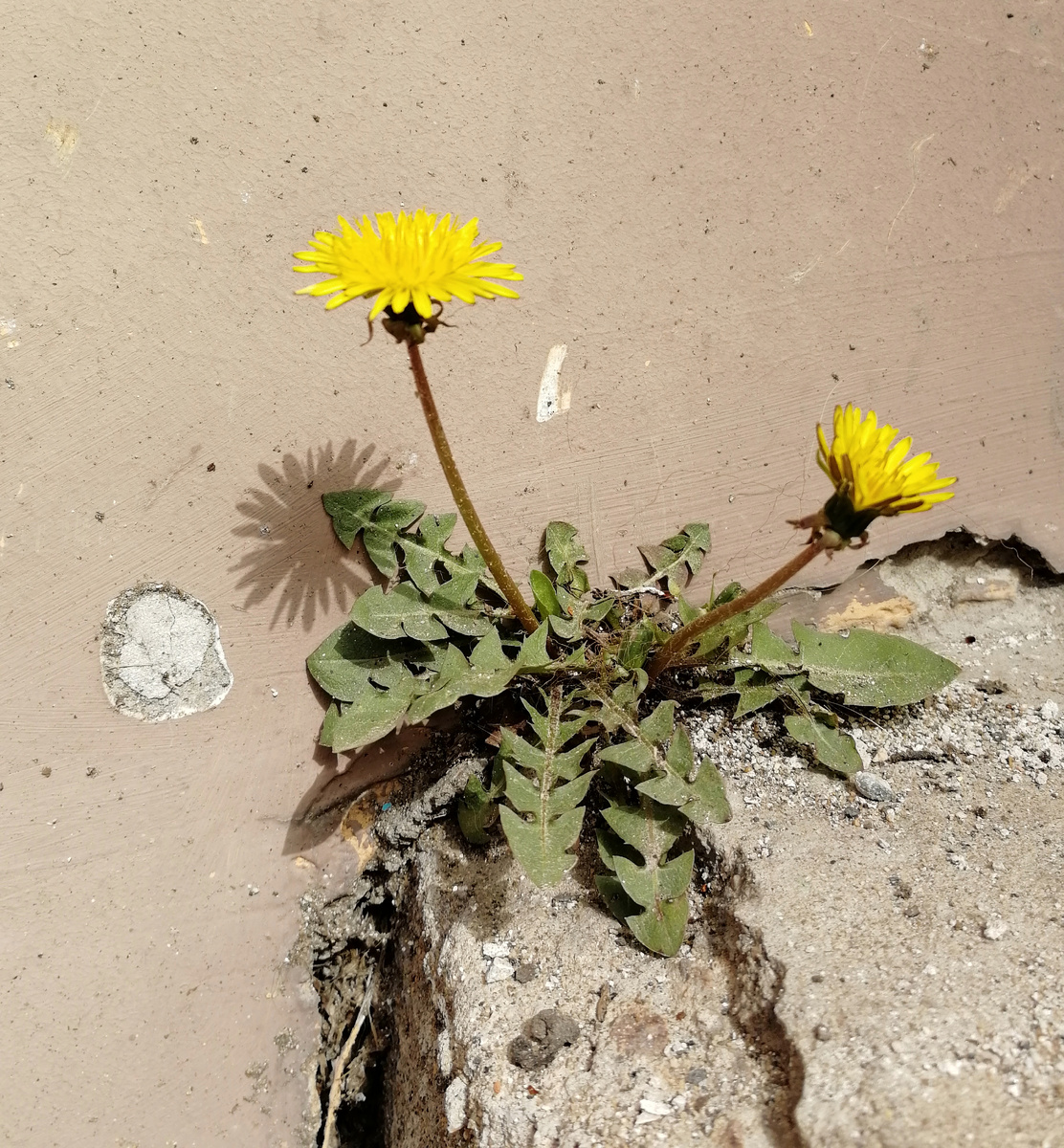 Первые одуванчики у стен зданий. 