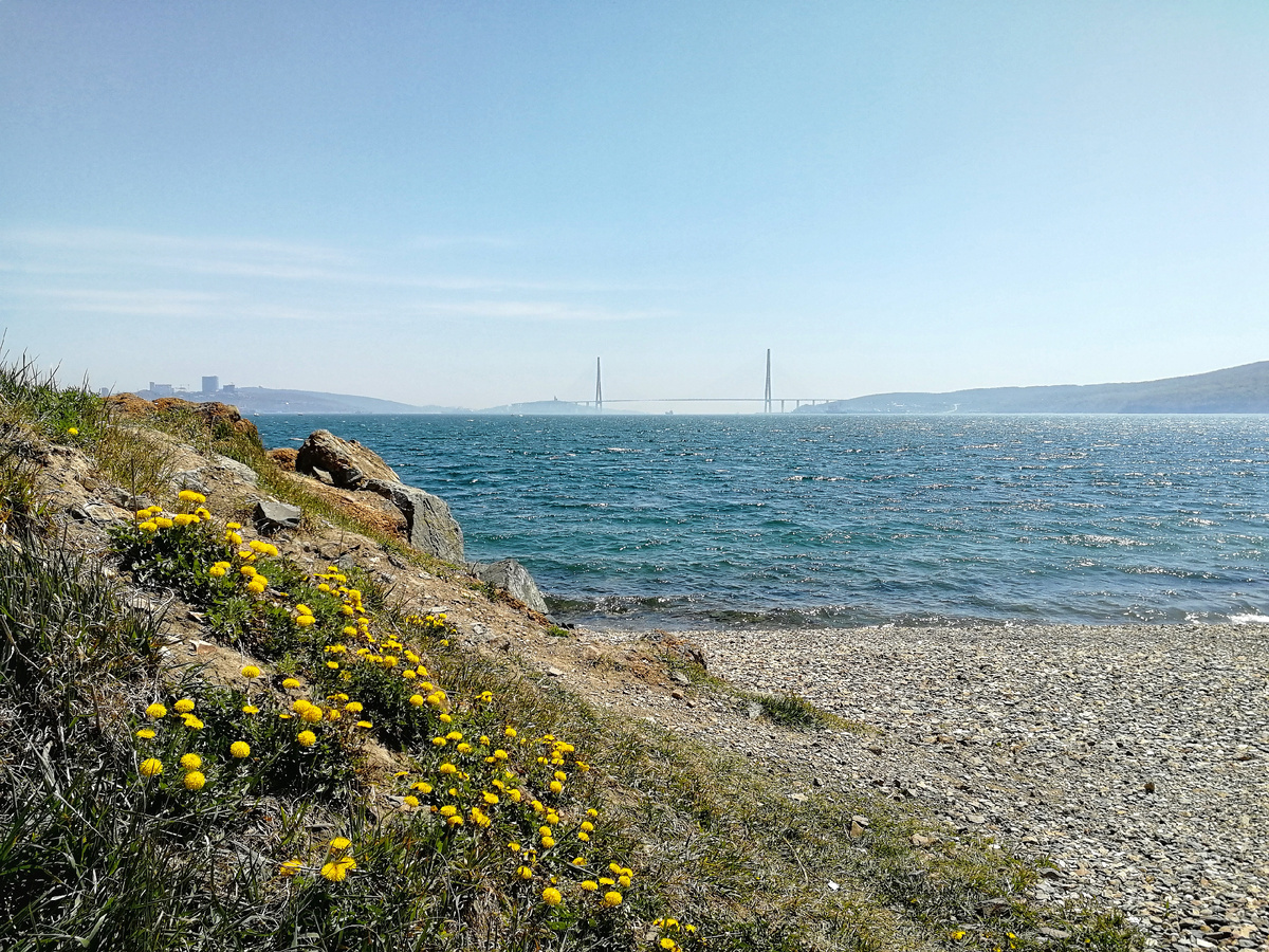 Майские одуванчики. Через неделю они станут белыми. 