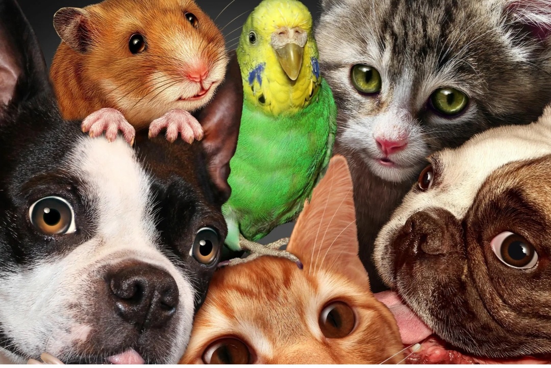 Из интернета