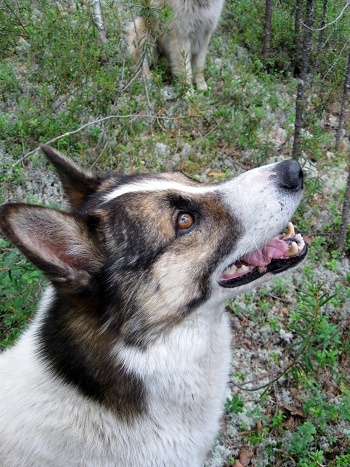 Фотографии Татьяны Немшановой. Бим. Северная лайка. В тайге Крайнего Севера Западной Сибири, ХМАО Югра, Зауралье, Тайга Севера Сибири.  На охоте.