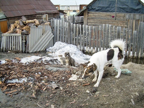 Фотографии Татьяны Немшановой. Бим и ничейные щенки. Весна. Именно тут, так же, как эти щенки, Бимка родился под баней в мороз. Сейчас баню затопило водой от снеготаяния. И щенки, спасаясь, вылезли на бугорок. Мы шли мимо в тайгу. Так получился этот фотоснимок. Биму повезло! Он стал нашим!  Село оленеводов таёжное Саранпауль. Ханты-Мансийский автономный округ Югра, Зауралье, Приполярный Урал. Север страны. 
