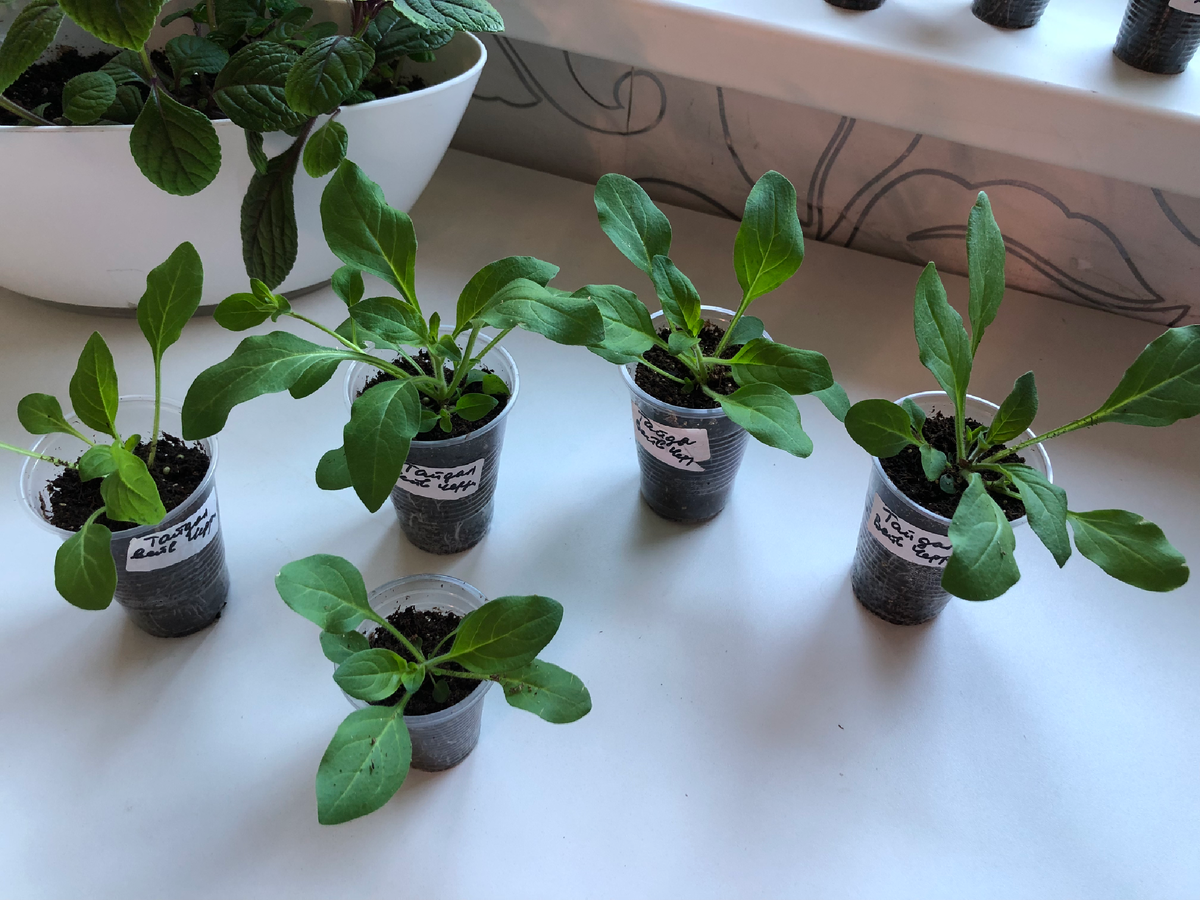 Тайдалы через 3 дня после пересадки