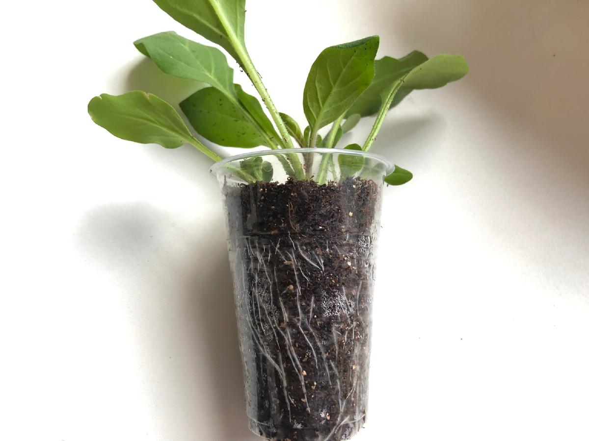 Тайдал за 3 дня нарастил корешки