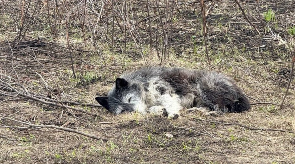 Фото: mchsrb01 / Telegram