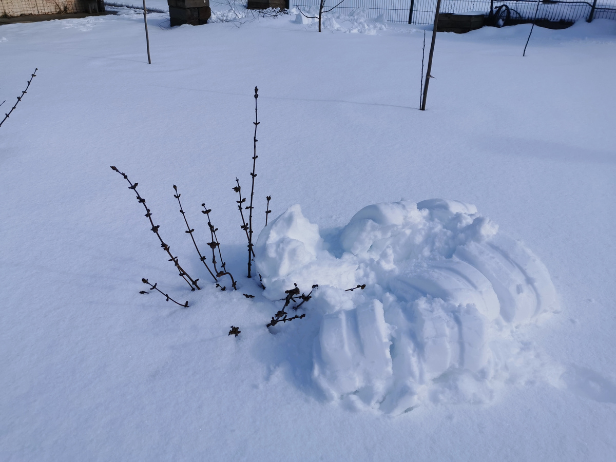 Елок у меня нет, зато есть сугробы и жимолость)