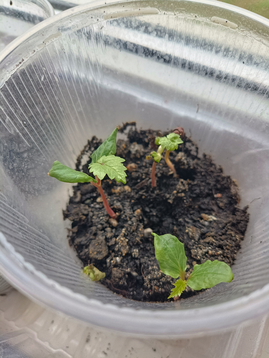 Фото автора Поспелова Евгения Ростов на Дону