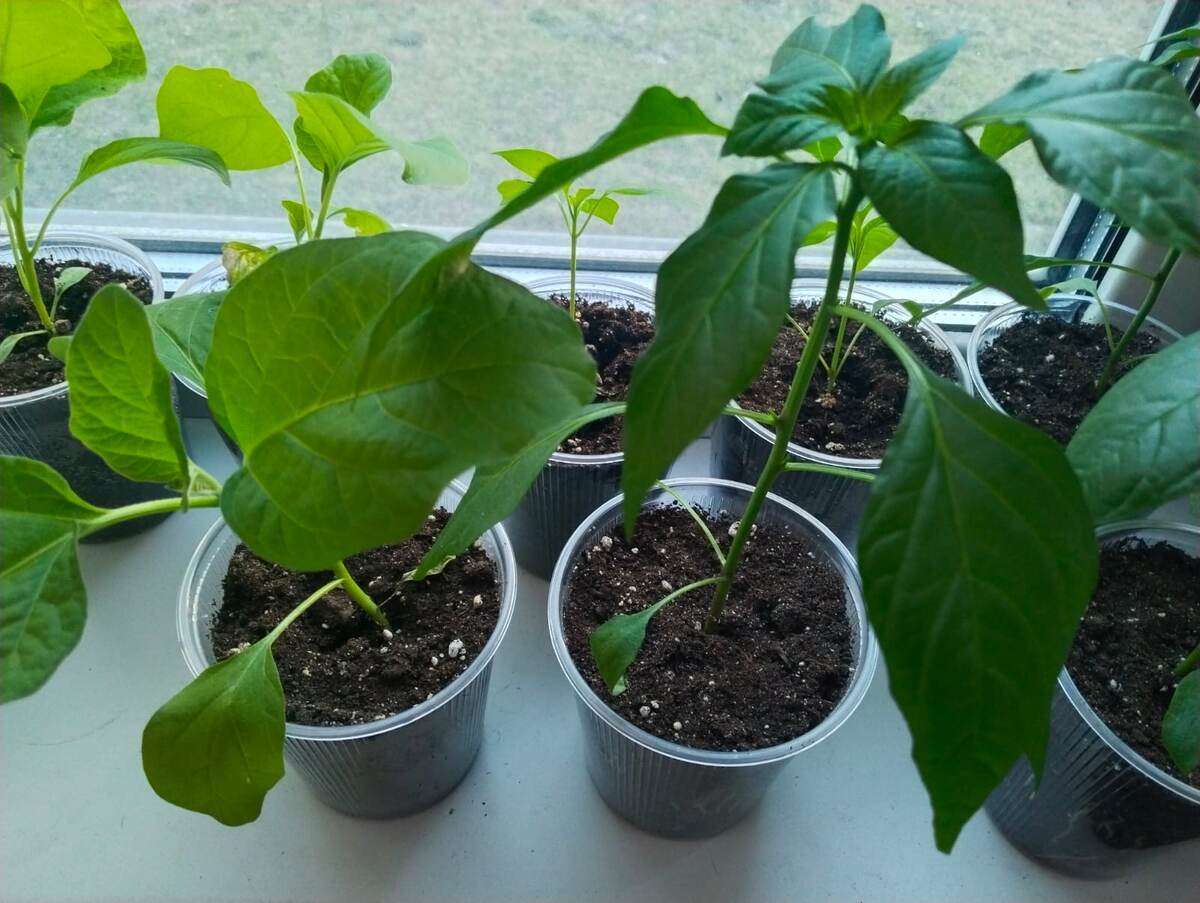 Мои перцы и баклажаны 16.04.2025. Ближе к окну стоят более мелкие, которые позже взошли.