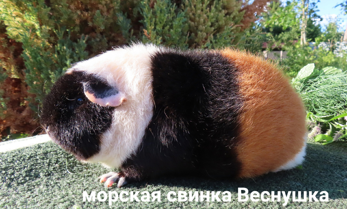 порода морской свинки американский тедди , окрас трехцветная.