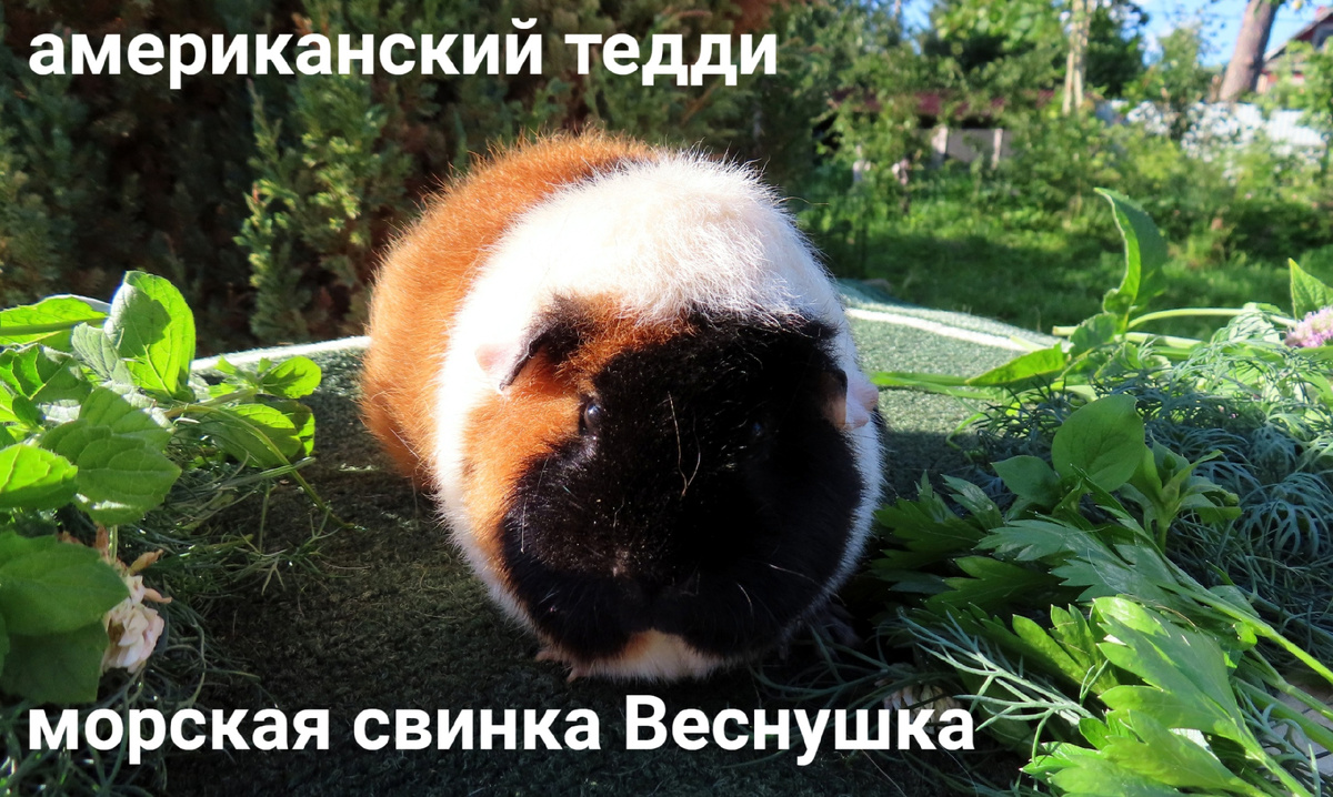 питомник Мари Мистик, владелец Марина Белкина 89215950848