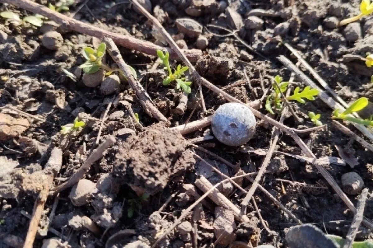    Атаковавший курскую многоэтажку дрон ВСУ нес заряд с поражающими элементами