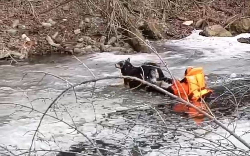    Трех собак спасли за неделю в Удмуртии