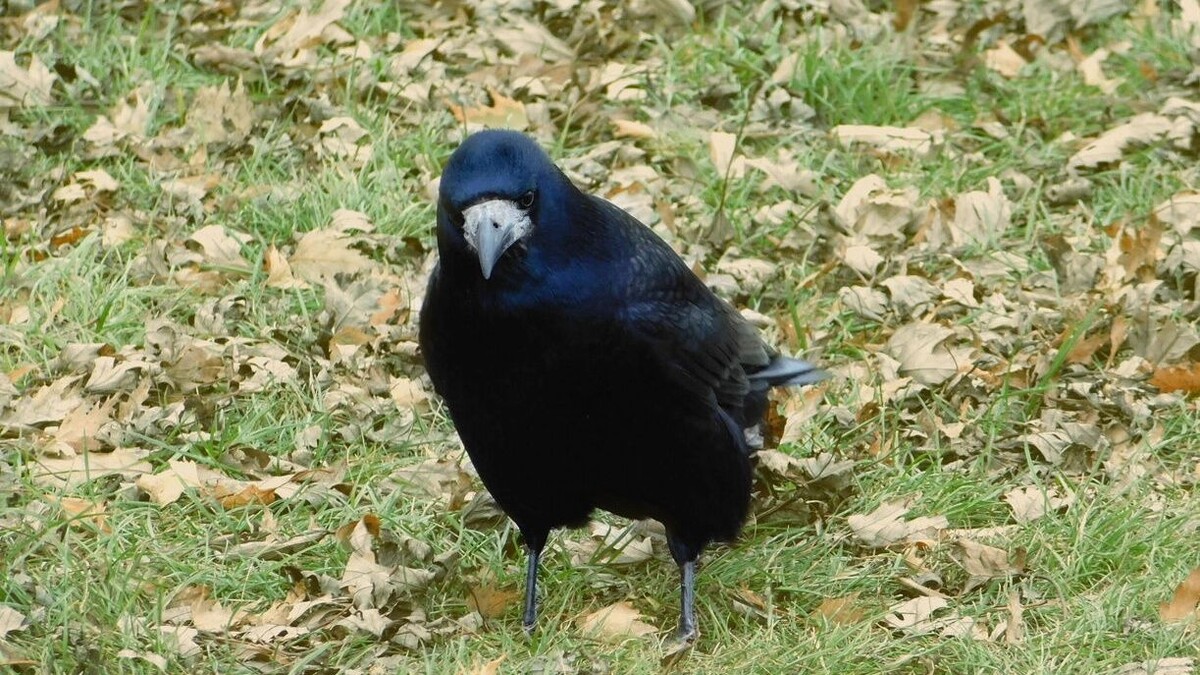     Источник: 1MI